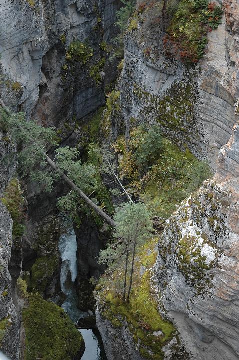 Canyon Maligne (3).JPG